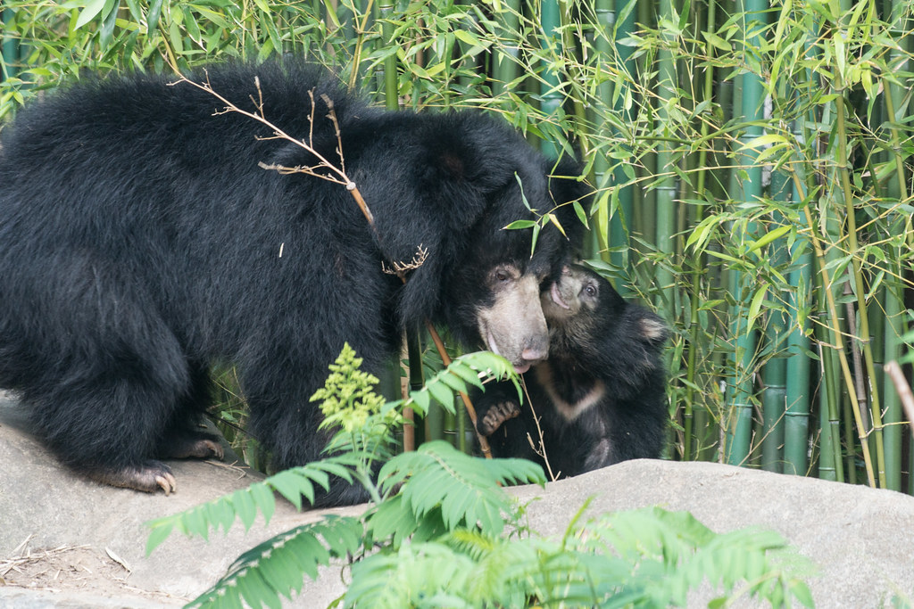 We bears really care for each other. Photo credit: virtualwayfarer.