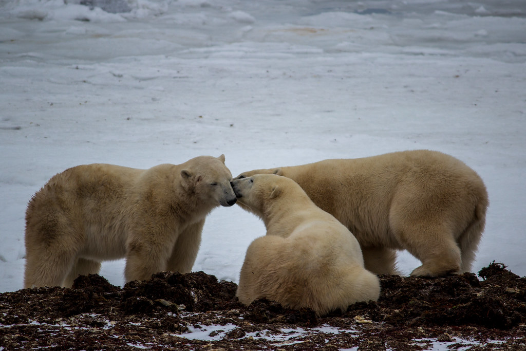 We bears care for each other. Photo credit: virtualwayfarer.